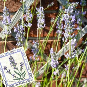 Lavender