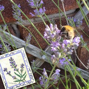 Lavender